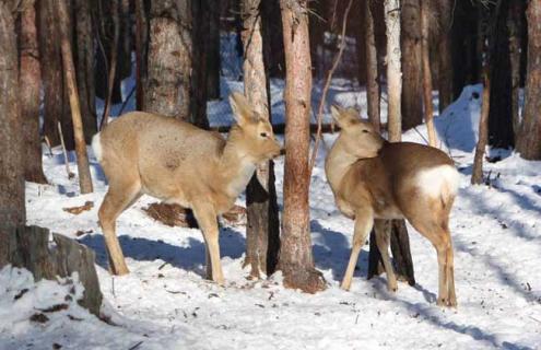 养殖狍子的日常管理(养殖狍子需要什么条件)