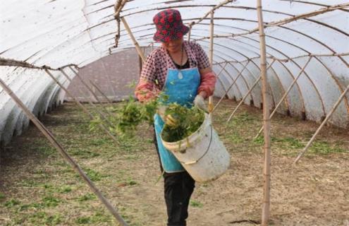 养殖蚂蚱的管理要点 蚂蚱养殖注意事项