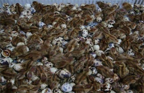 雏鹌鹑的饲养管理 雏鹌鹑的饲养管理技术