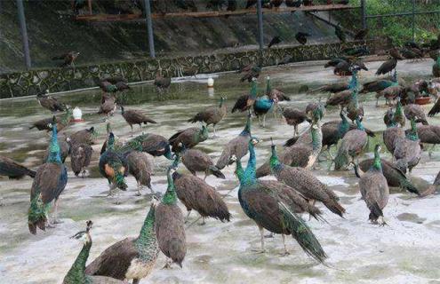 孔雀的饲养管理与技术(孔雀饲养应注意什么)