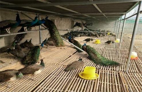 孔雀养殖四季管理要点(孔雀饲养管理与技术)