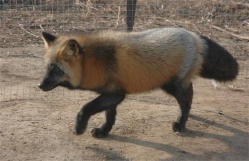 狐狸在配种前后的饲养管理 狐狸繁殖期饲料配方
