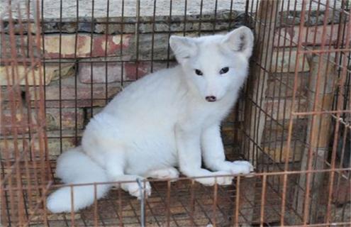 狐狸不同时期的管理方法（狐狸的饲养与管理）