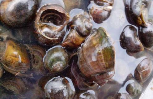 螺蛳养殖需要注意哪些问题 螺蛳能人工养殖吗