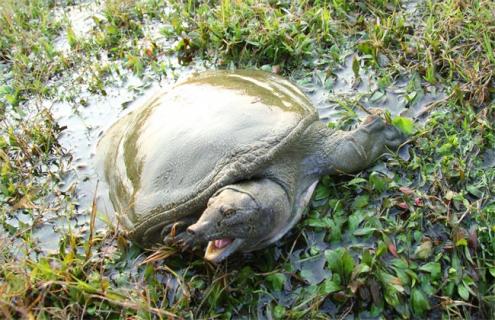 冬季甲鱼死亡原因（甲鱼会死吗）