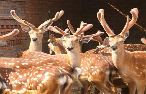 如何提高鹿茸的产量 怎样提高鹿茸的产量