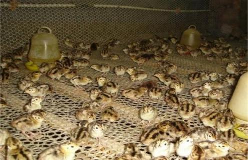 如何提高鹌鹑的成活率(鹌鹑的成活率是多少)