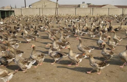 大雁养殖条件（大雁允许养殖吗?）