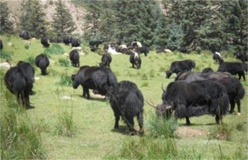 养殖牦牛常见疾病及治疗方法 牦牛病了怎么治