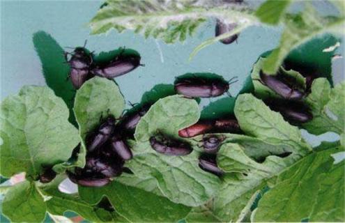 黄粉虫成虫产卵如何管理(黄粉虫变成虫后要多久产卵)