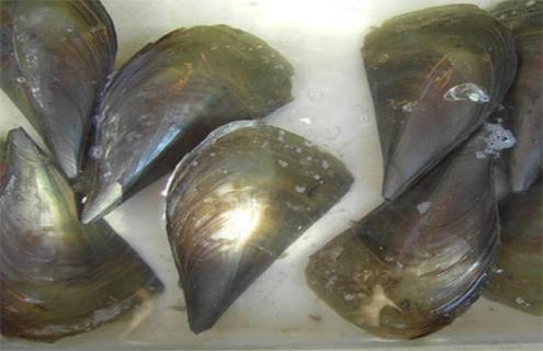 带子的养殖方法（野生带子做法大全）