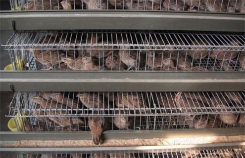 如何给鹌鹑养殖场进行消毒（养殖鹌鹑用什么消毒液）