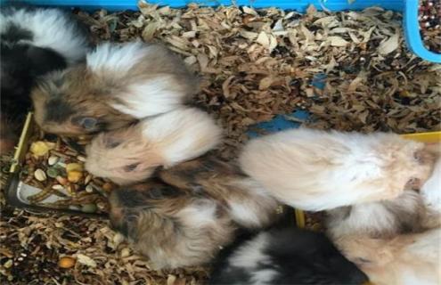 怎么养好金丝熊(怎么饲养金丝熊比较好)