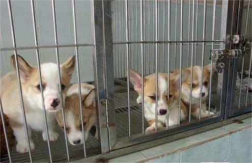 柯基怎么饲养 柯基怎么饲养才好