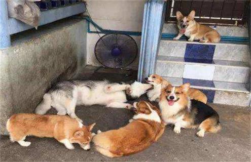 柯基幼犬饲养注意事项(柯基犬的饲养注意事项)