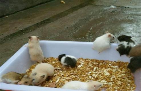 金丝熊吃什么（金丝熊吃什么必死）