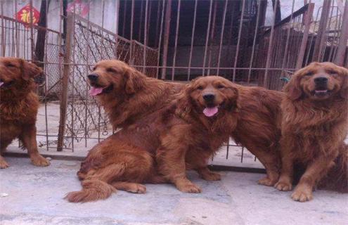 金毛该怎么配种（金毛一定要配种吗）