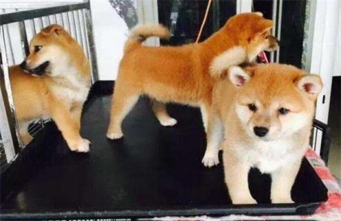 柴犬该怎么饲养 柴犬怎样饲养