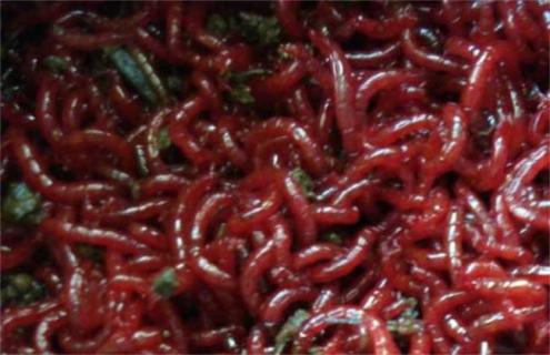 红虫简易养殖方式 红虫养殖方法