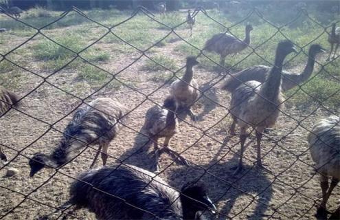 鸸鹋养殖的注意事项(鸸鹋的养殖方法)