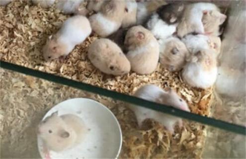 仓鼠怎么养 仓鼠怎么养最好