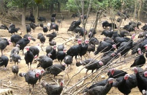 火鸡养殖技术（散养火鸡养殖技术）
