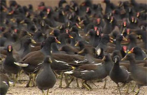 黑水鸡养殖的注意事项(黑水鸡饲养应该注意哪些)