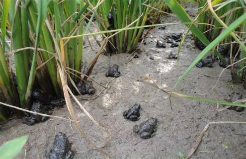 青蛙养殖的注意事项 养殖青蛙允许食用吗