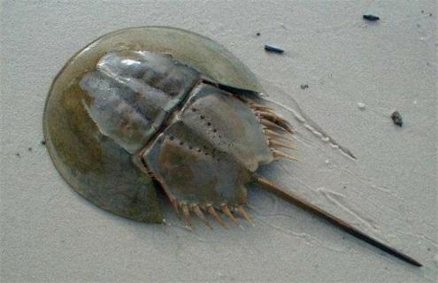 鲎能人工养殖吗 鲎能养殖么