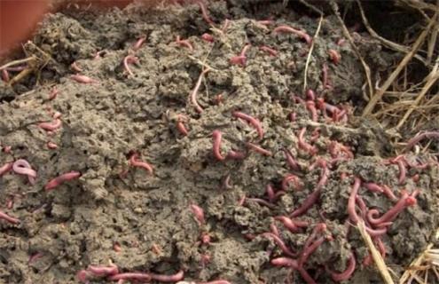 蚯蚓养殖的注意事项 蚯蚓养殖需要注意什么
