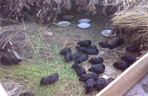 黑豚人工饲养要点 养黑豚鼠需要准备什么