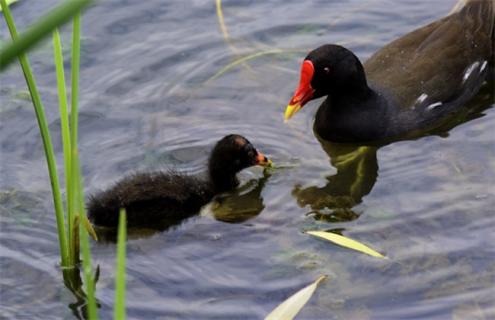 黑水鸡养殖基地建设 全国养黑水鸡基地有多少个