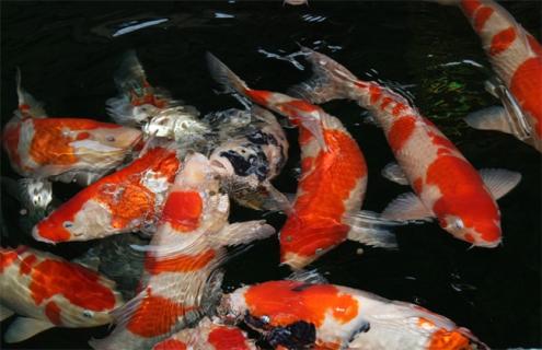 金鱼养殖的注意事项 养金鱼需要注意事项