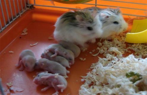 仓鼠养殖的注意事项 养仓鼠需要注意哪些事项?