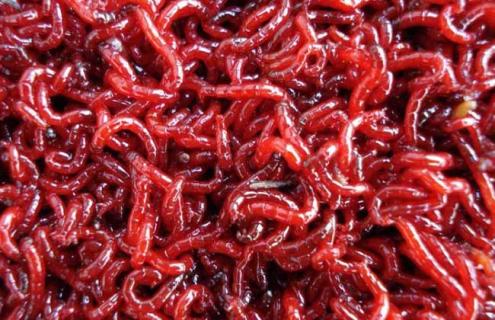 红虫养殖的注意事项 红虫的养殖方法