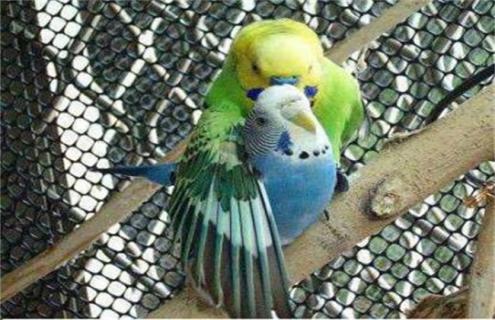 虎皮鹦鹉繁殖注意事项（虎皮鹦鹉如何繁殖 前兆）