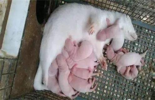 水貂养殖注意事项(养貂需要注意的事项)