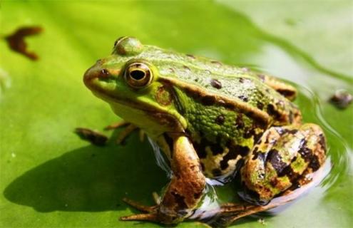 黑斑蛙养殖环境要求（黑斑蛙的养殖技术）