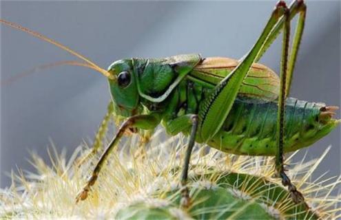 蝈蝈养殖技术（蝈蝈养殖技术下载）