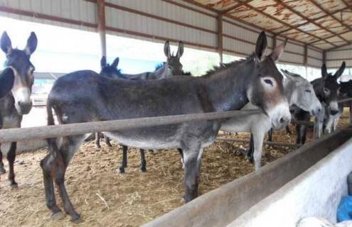 肉驴繁殖技术(肉驴繁殖周期与繁殖能力)