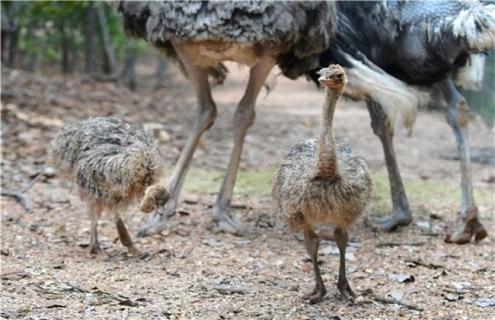 鸵鸟不同生长期的饲养管理 鸵鸟饲养技术和管理