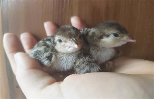 鹧鸪的孵化技术（鹧鸪需要孵化多长时间）