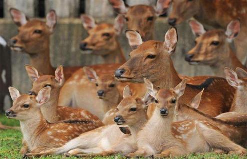 幼鹿养殖注意事项（幼鹿怎么养）