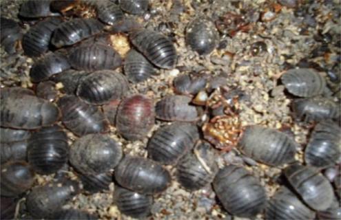 土元养殖注意事项 养土元需要什么条件