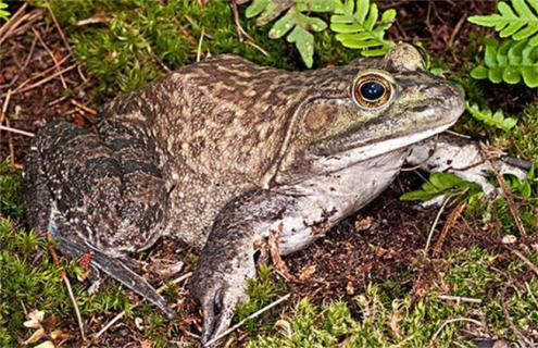 夏季牛蛙管理要点（牛蛙冬季管理）