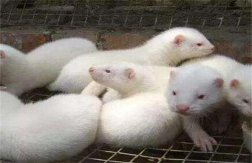 水貂换毛期饲养管理要点（貂什么时候换毛）