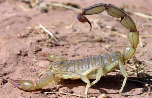 蝎子喂什么饲养 蝎子用什么喂养