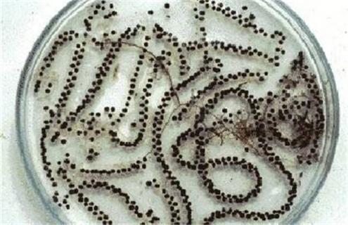 蟾蜍怎么养殖产量高 蟾蜍哪里养殖最好呢