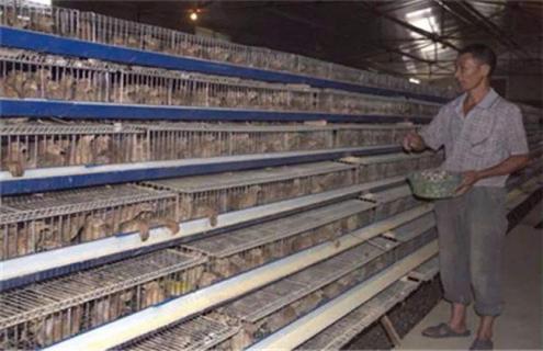 鹌鹑养殖场的消毒方法及注意事项 鹌鹑养殖场怎么消毒