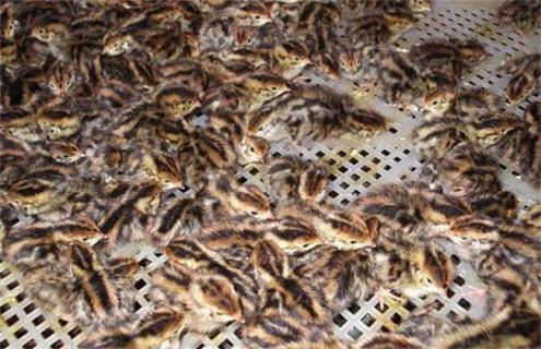 鹌鹑的育雏技术（鹌鹑怎样育雏）